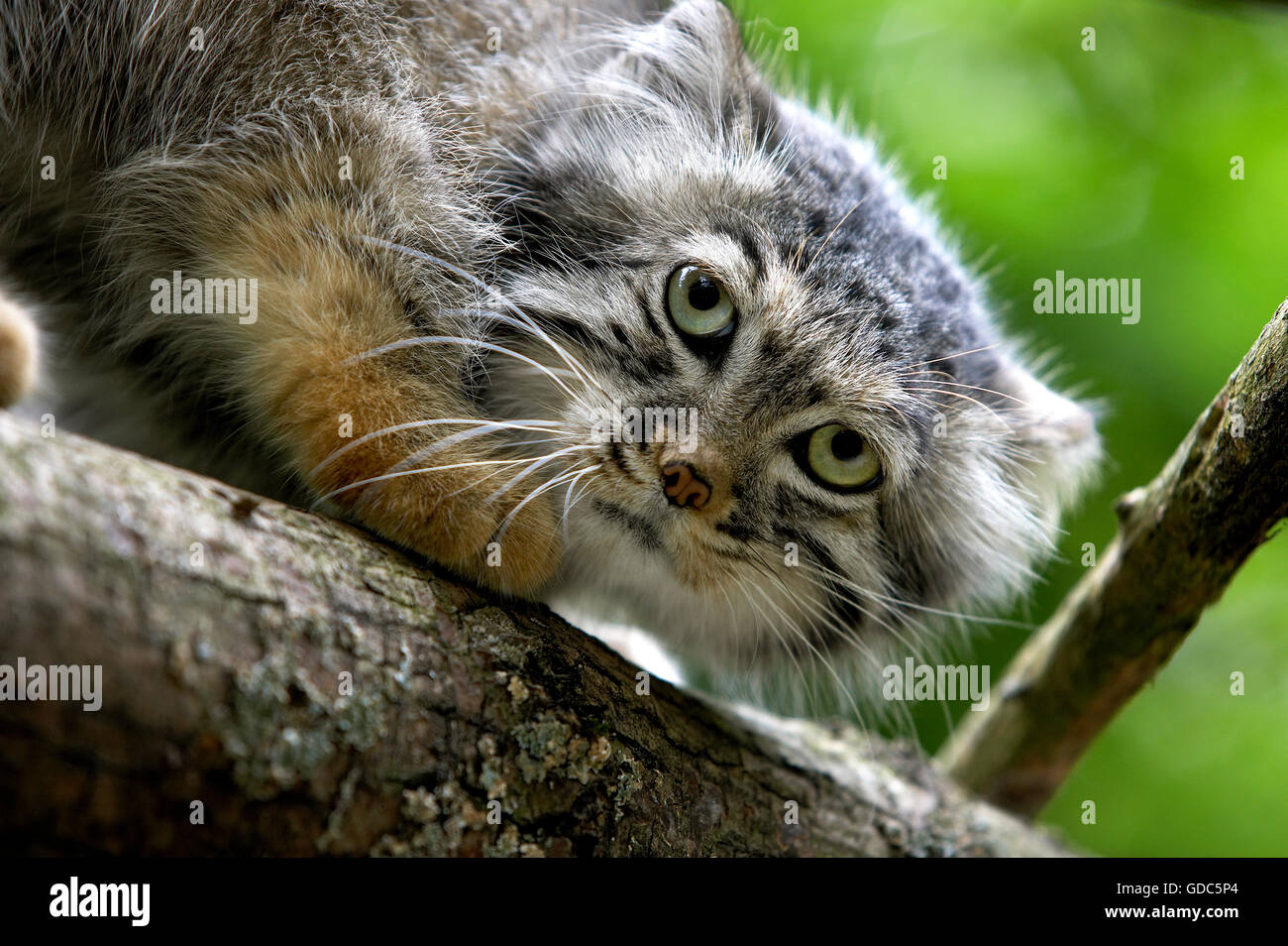 Manul or Pallas's Cat, otocolobus manul, Portrait of Adult Stock Photo
