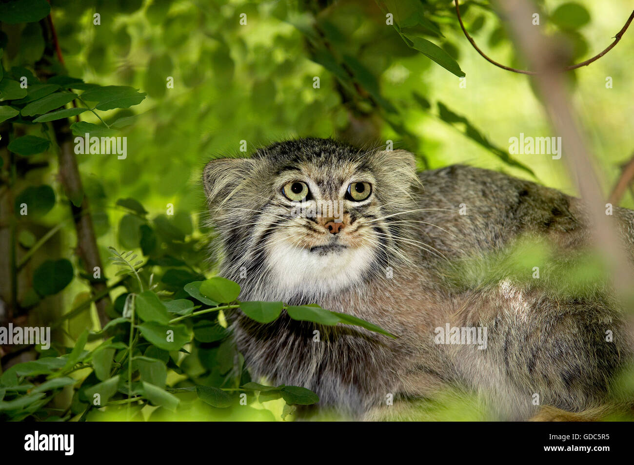 Manul or Pallas's Cat, otocolobus manul, Adult Stock Photo