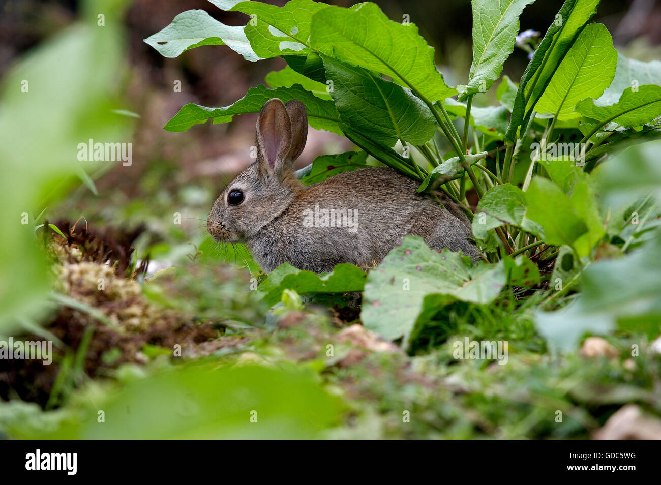 European Rabbit, oryctolagus cuniculus, Young, Normandy Stock Photo