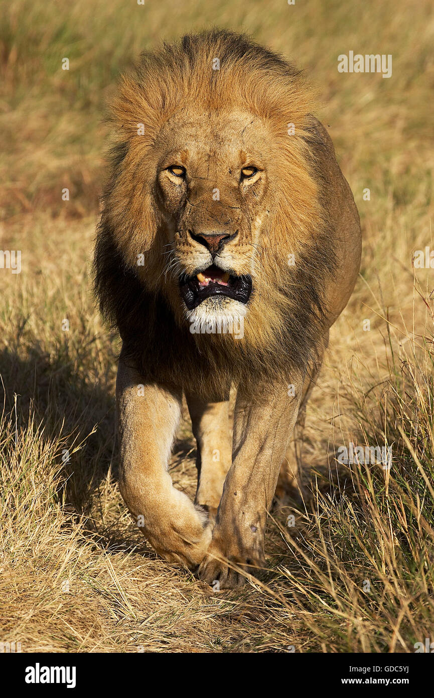 African lion panthera leo male walking hi-res stock photography and ...