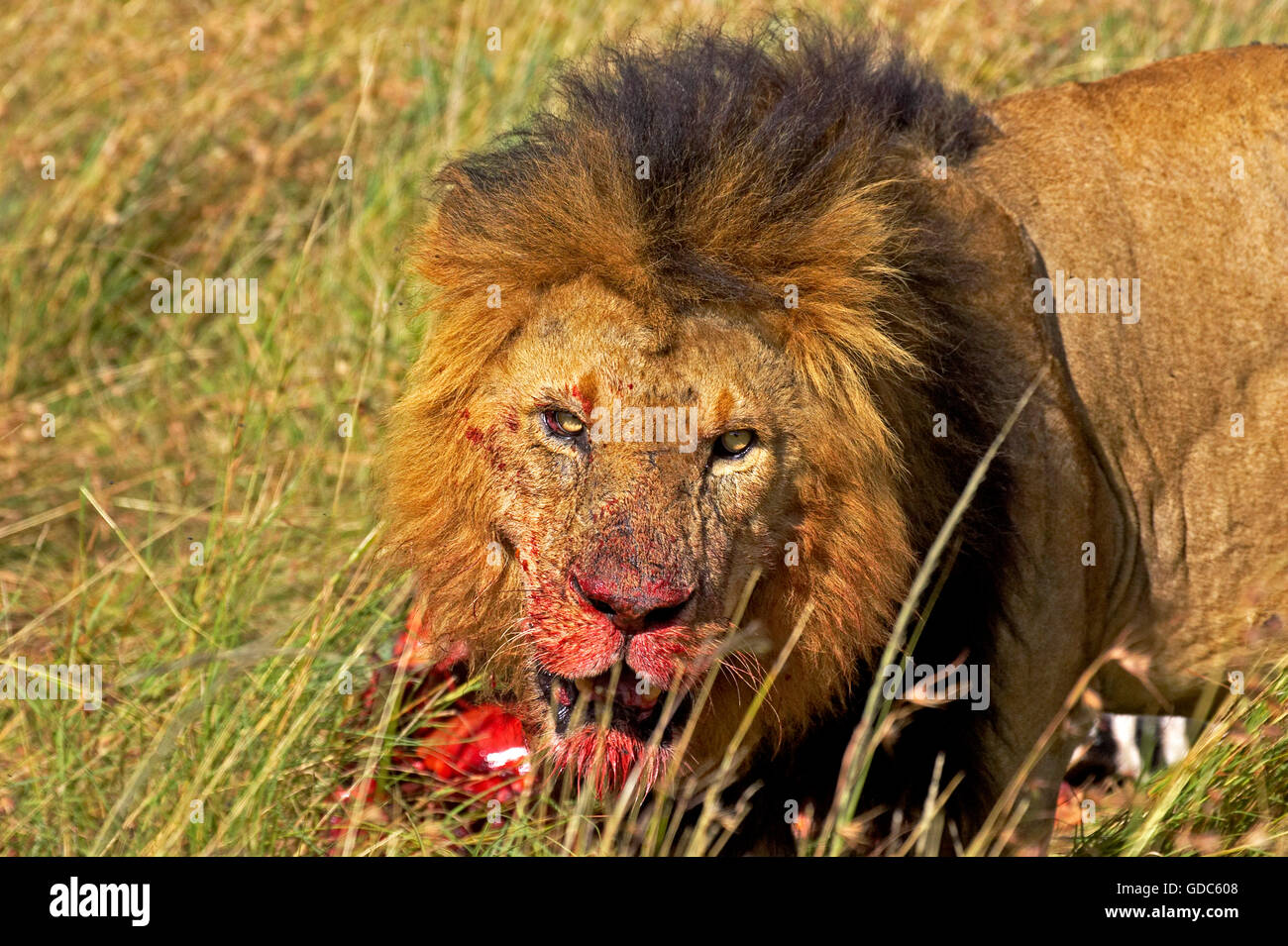 Lion and zebra carcass hi-res stock photography and images - Alamy