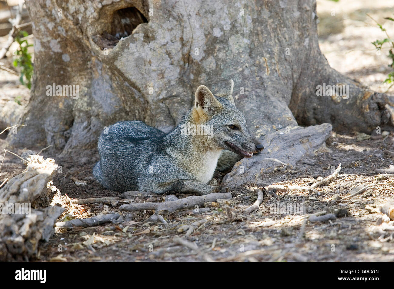 Crab Eating Fox, cerdocyon thous, Adult, Los Lianos au Venezuela Stock