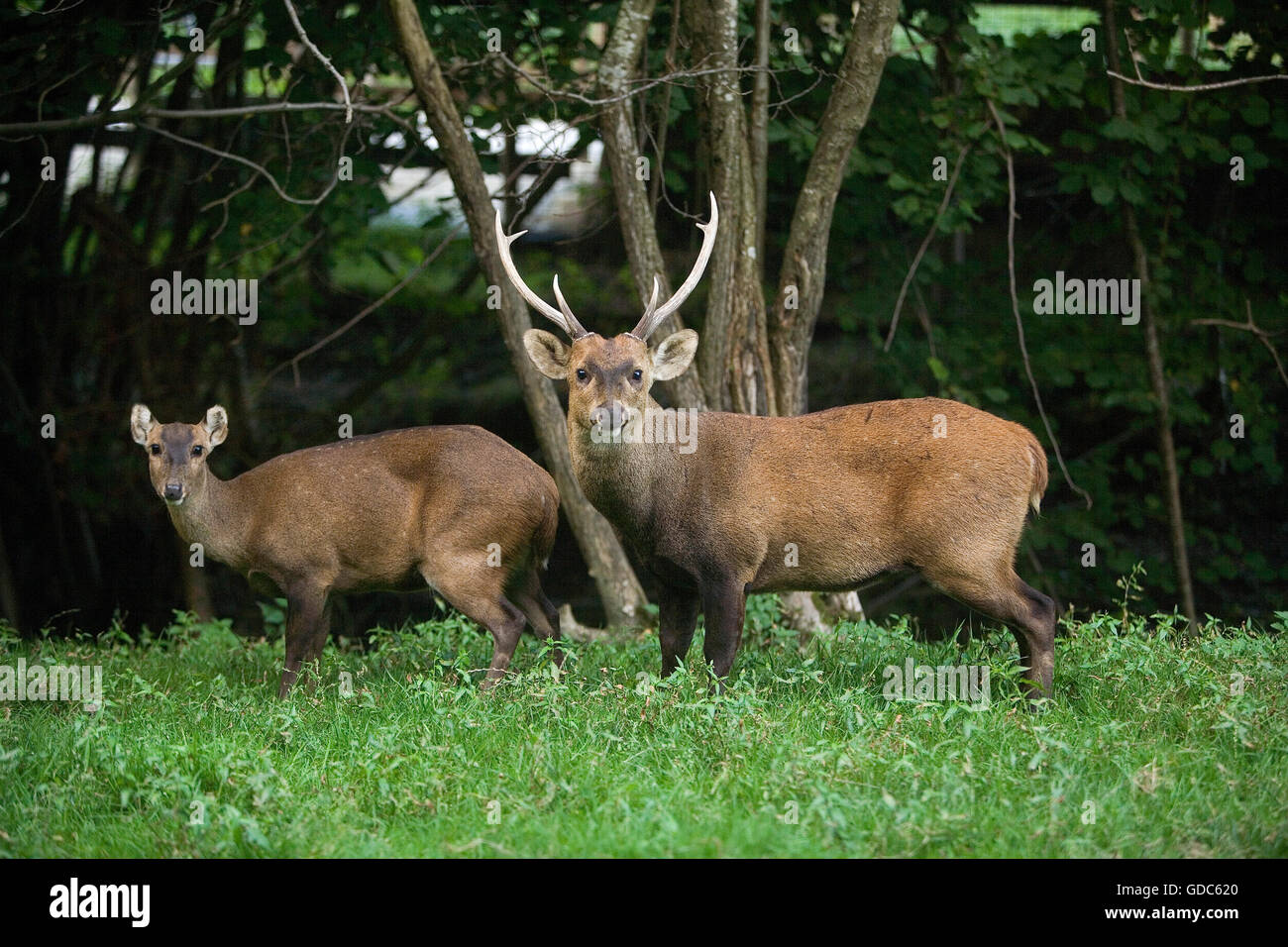 Hog Deer, axis porcinus, Pair Stock Photo