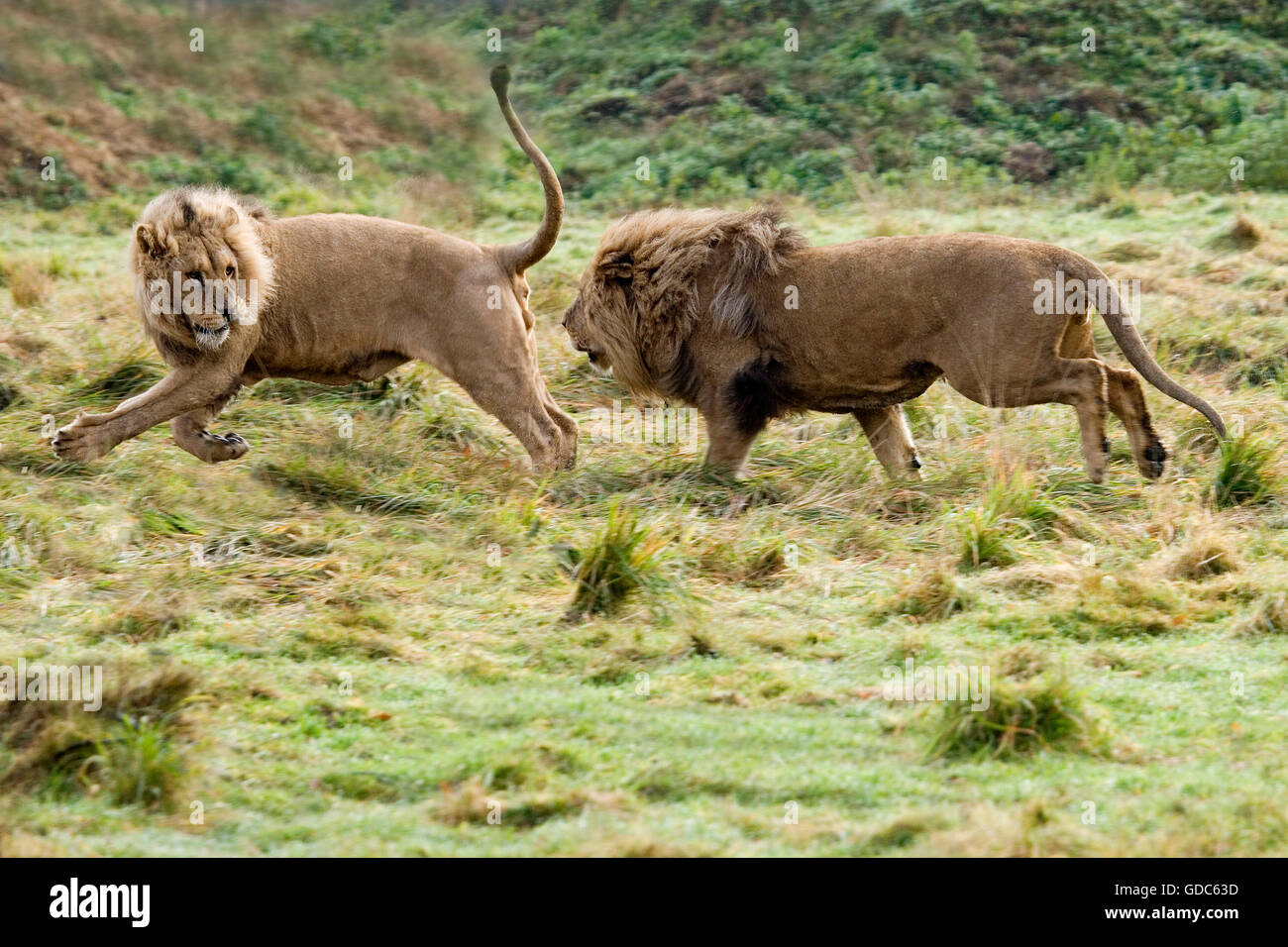 Katanga Lion or Southwest African Lion, panthera leo bleyenberghi, Two Males running Stock Photo