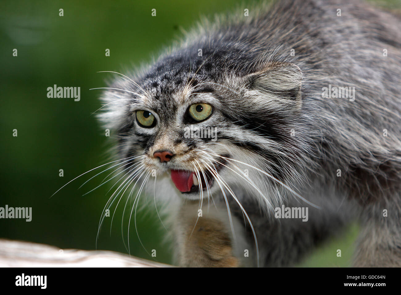 Manul or Pallas's Cat, otocolobus manul, Portrait of Adult Stock Photo