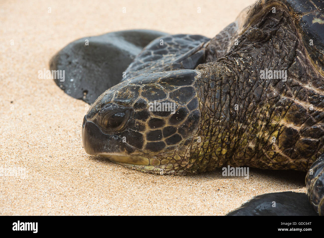 Maui,tortoise,beach,seashore,Paia,USA,Hawaii,America,animals,animal,head, Stock Photo