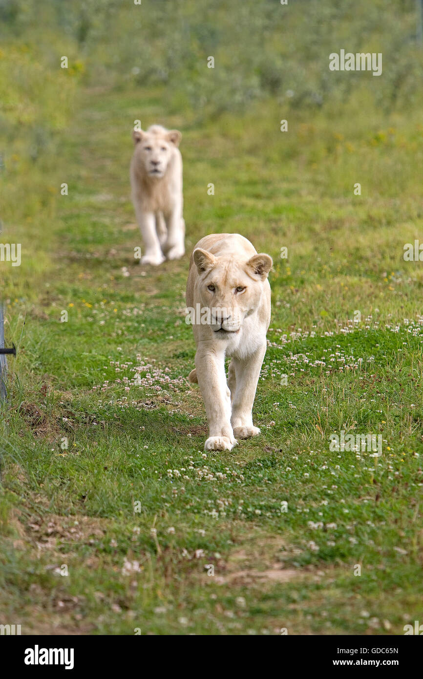 White Lion, panthera leo krugensis, Pair Stock Photo - Alamy