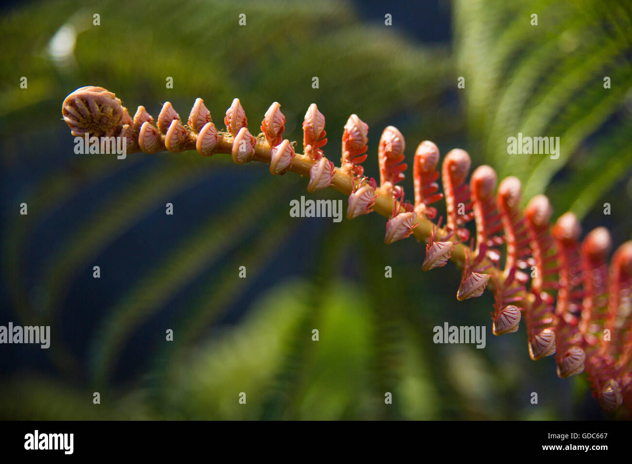 Big Island,plants,National Park,Big Island,USA,Hawaii,America,Volcanical,nature Stock Photo Alamy