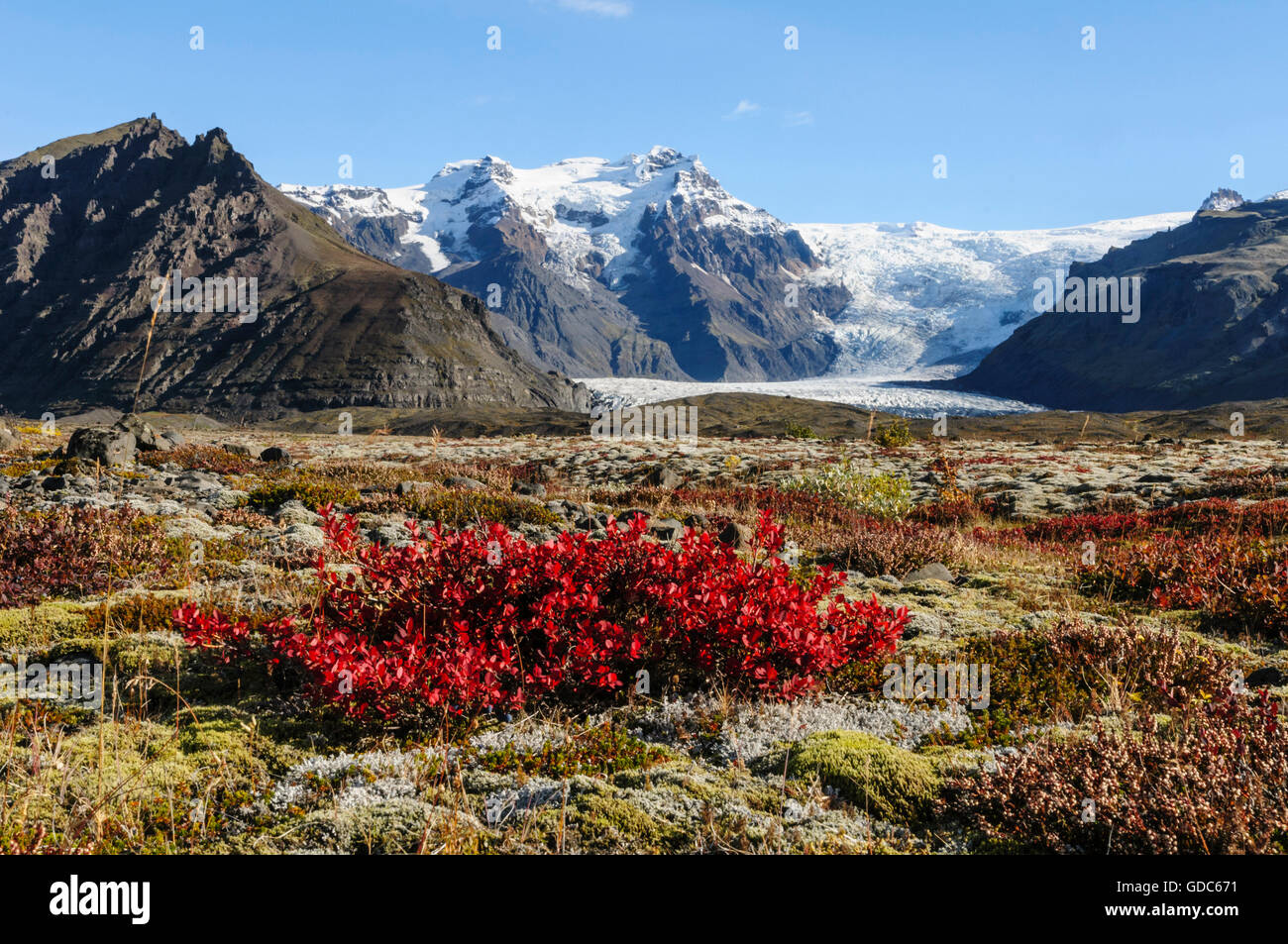 Bog bilberry (Vaccinium uliginosum) in autumnal colours in the area of Skaftafell in south Iceland. Stock Photo