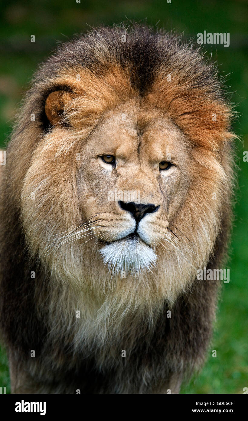 African Lion, panthera leo, Portrait of Male Stock Photo - Alamy
