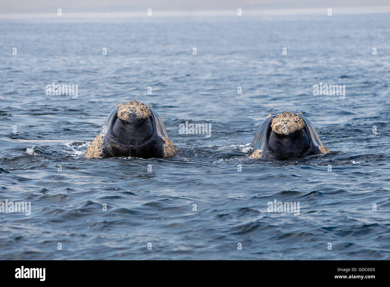 Southern Right Whale, eubalaena australis, Two Heads emerging from Ocean, Hermanus in South Africa Stock Photo