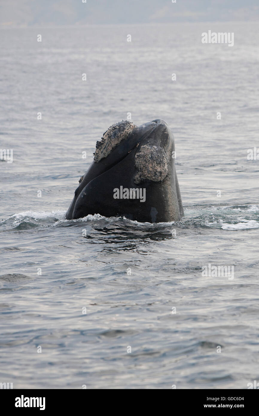 Southern Right Whale, eubalaena australis, Head emerging from Sea, Hermanus in South Africa Stock Photo