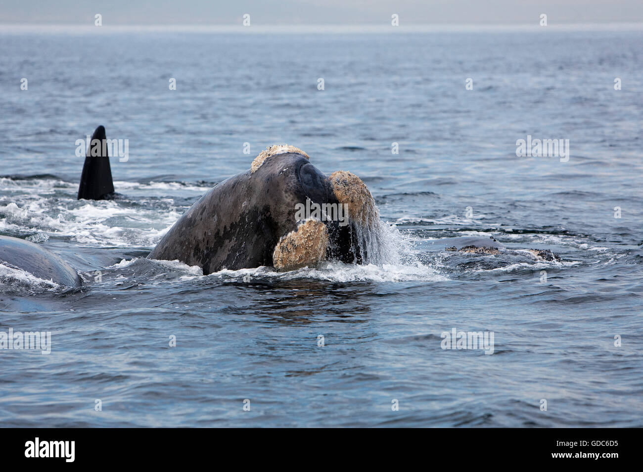 SOUTHERN RIGHT WHALE eubalaena australis, HEAD EMERGING FROM WATER, NEAR HERMANUS IN SOUTH AFRICA Stock Photo