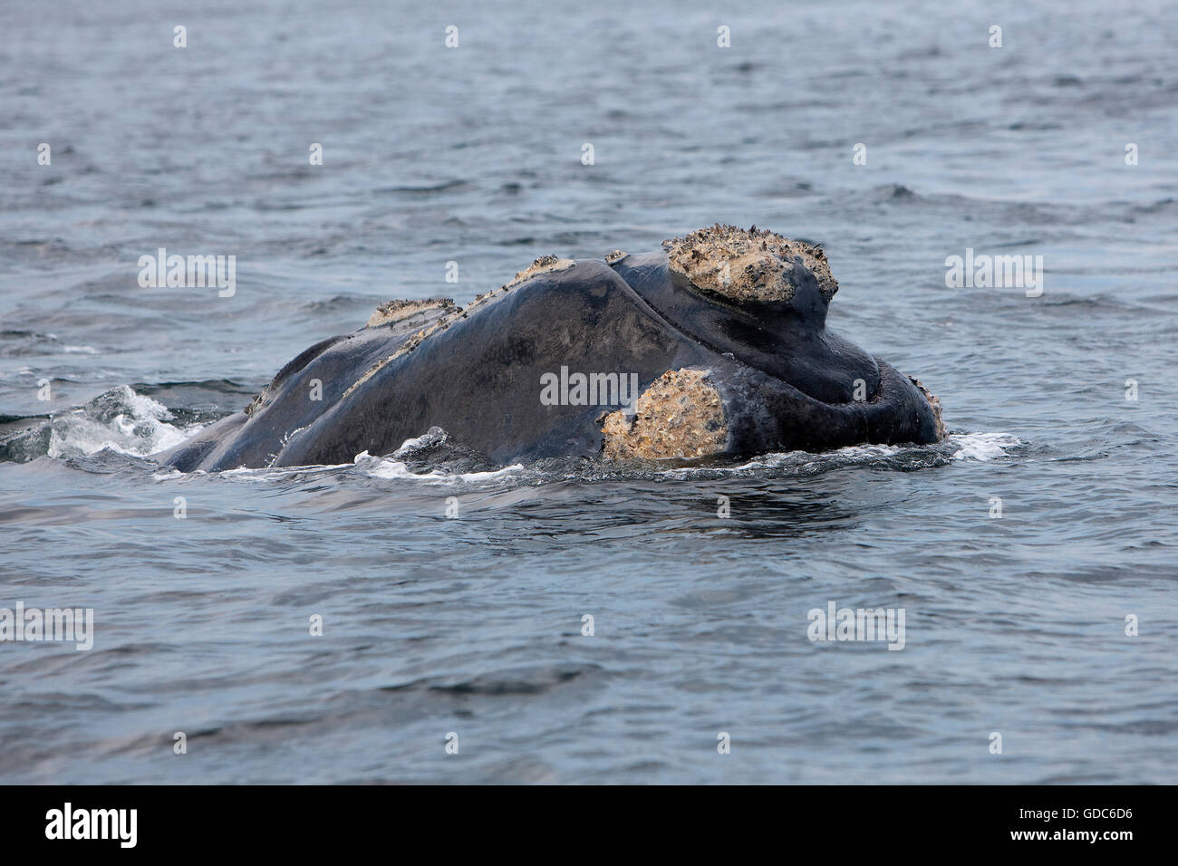 Southern Right Whale, eubalaena australis, Head of Adult at Surface, Near Hermanus in South Africa Stock Photo