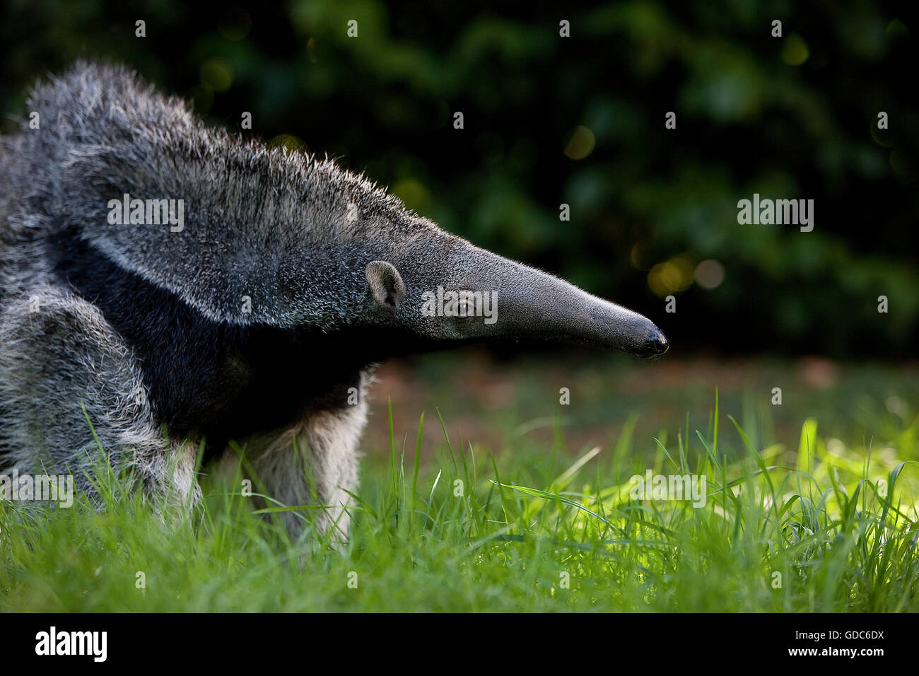 Giant Anteater, myrmecophaga tridactyla, Young Female Stock Photo