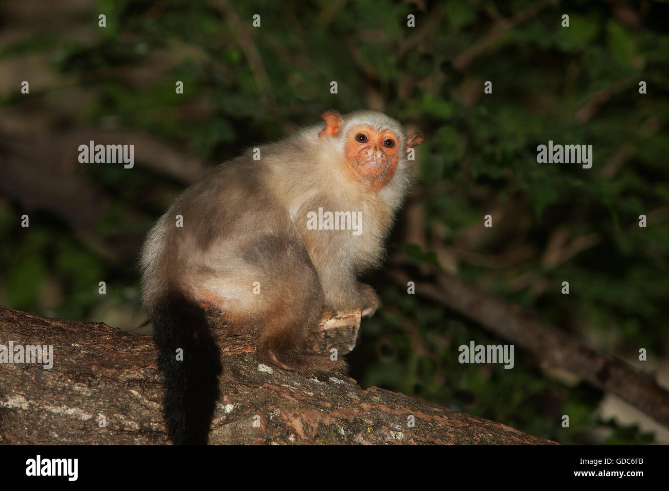 SILVERY MARMOSET mico argentatus, FEMALE ON BRANCH Stock Photo