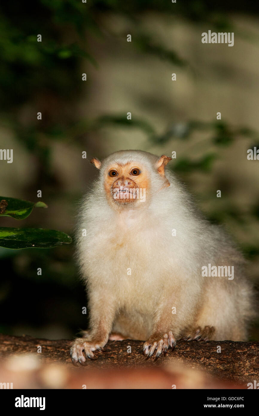 SILVERY MARMOSET mico argentatus Stock Photo