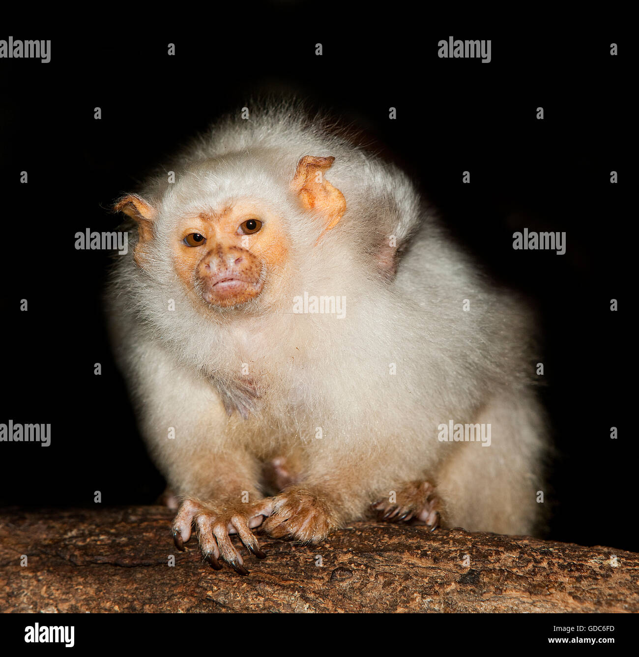 SILVERY MARMOSET FEMALE mico argentatus CARRYING A BABY ON ITS BACK Stock Photo
