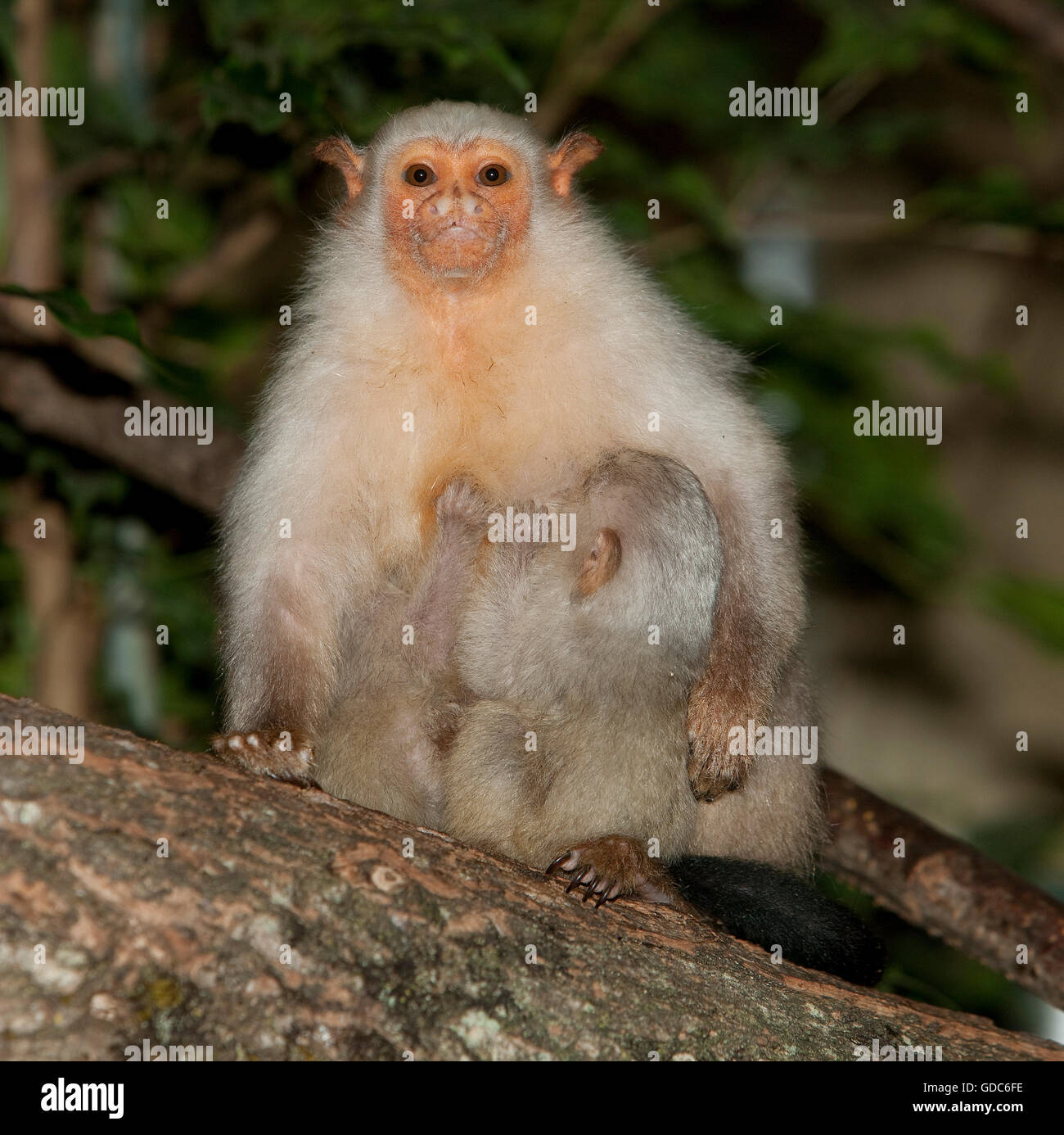 SILVERY MARMOSET mico argentatus, FEMALE WITH BABY Stock Photo