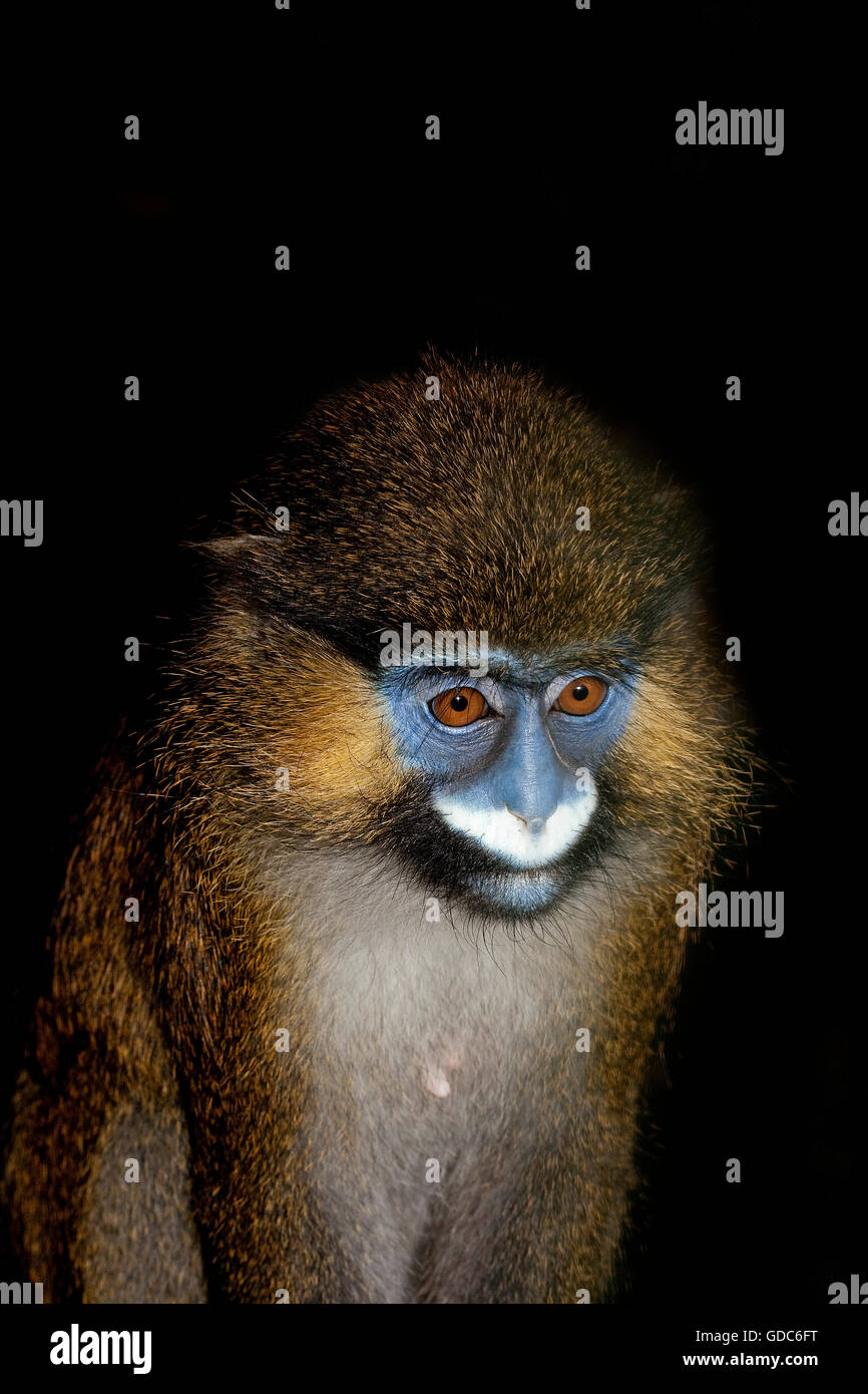 HEAD CLOSE-UP OF MOUSTACHED MONKEY OR MUSTACHED MONKEY cercopithecus cephus AGAINST BLACK BACKGROUND Stock Photo