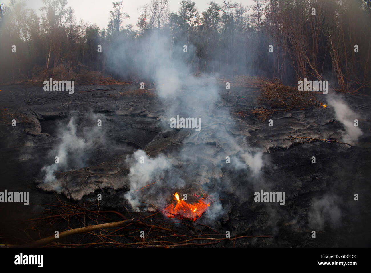 Big Island,destroy,rain forest,Kahaualea Natural aera reserve,reserve,Vulcanoes,National Park,Big Island,USA,Hawaii,Am Stock Photo