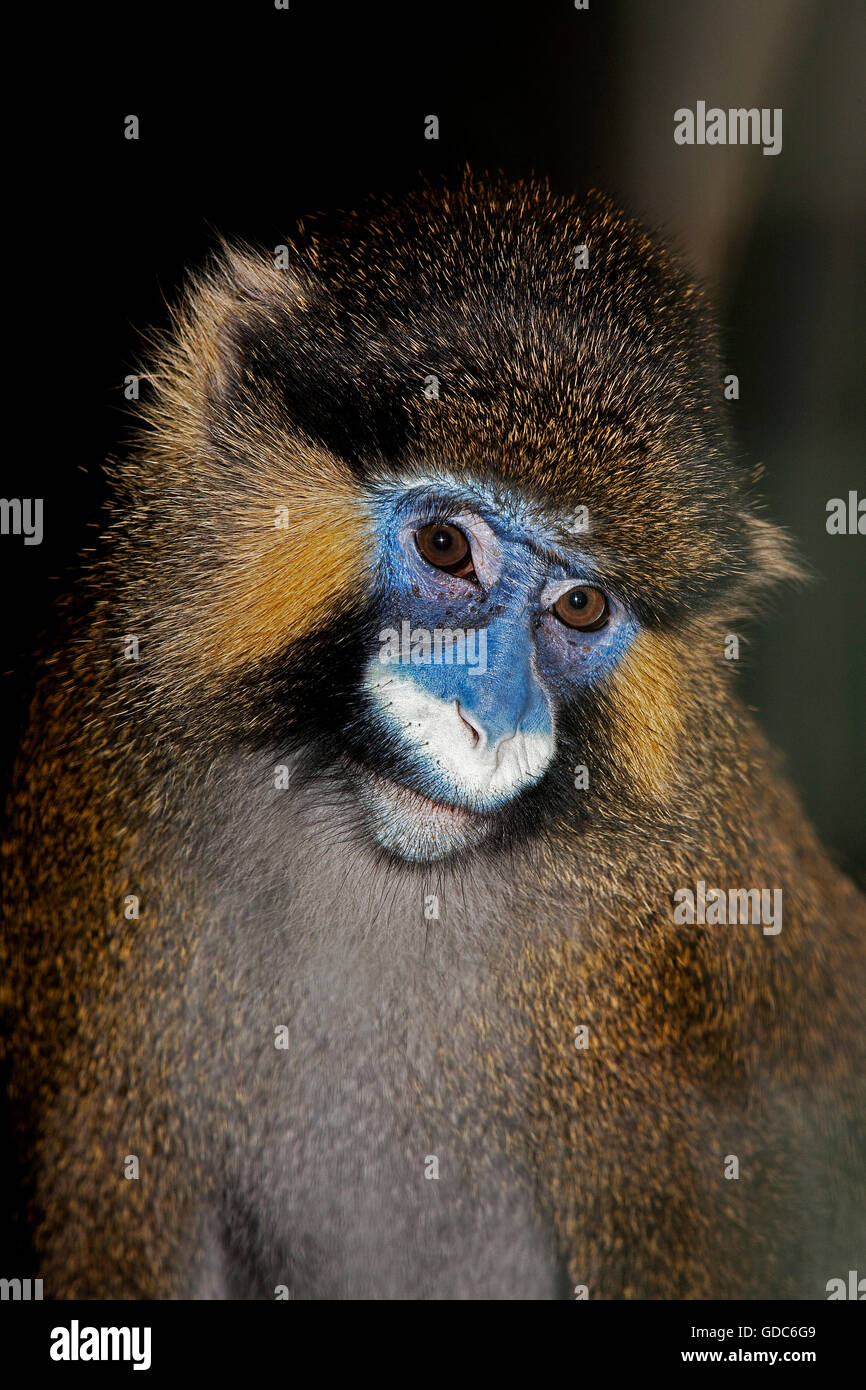 Moustached Monkey or Mustached Monkey, cercopithecus cephus, Portrait of Adult Stock Photo