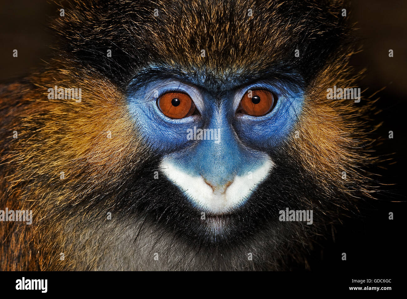 HEAD CLOSE-UP OF MOUSTACHED MONKEY OR MUSTACHED MONKEY cercopithecus cephus Stock Photo