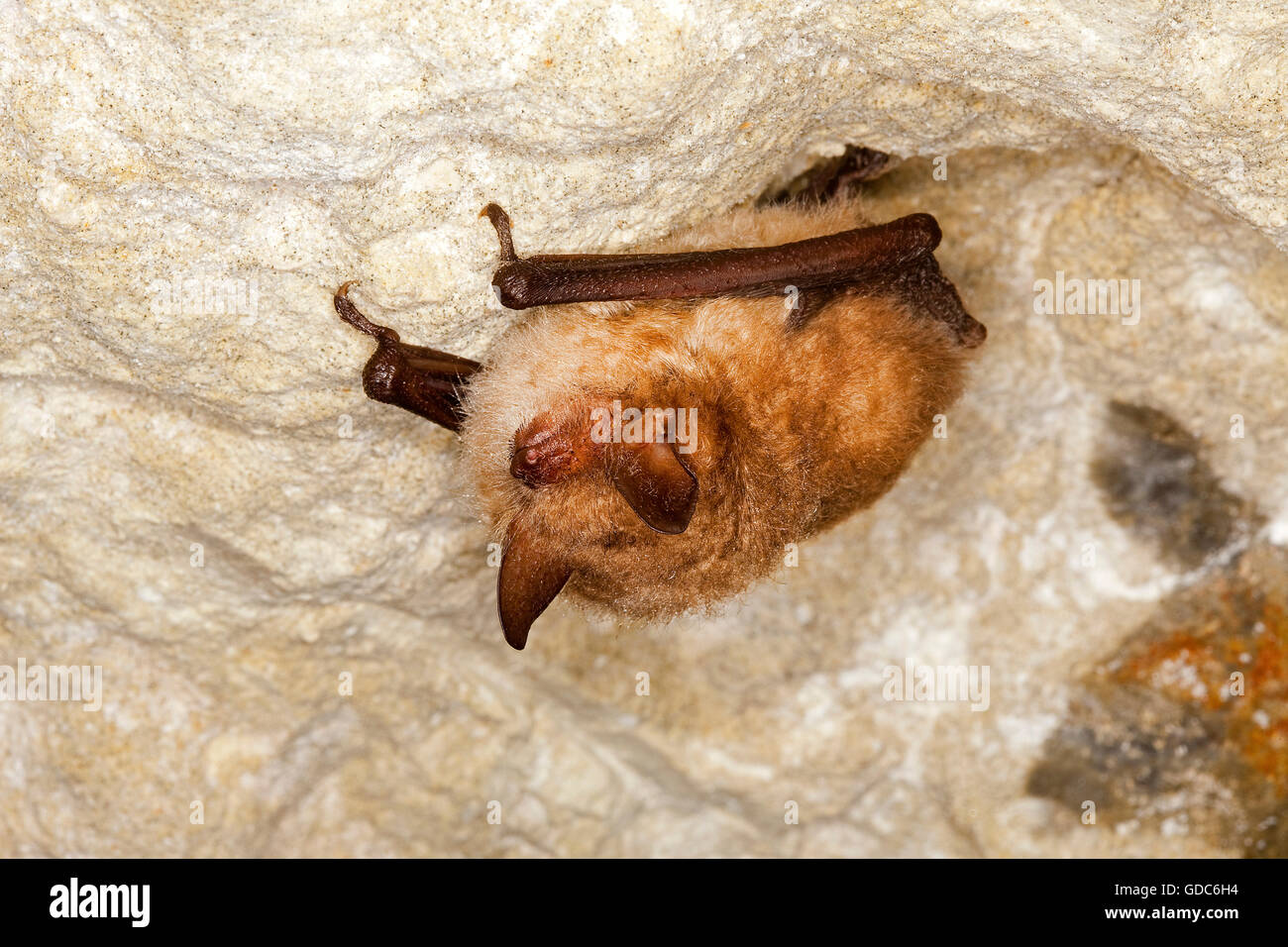 Daubenton's Bat, myotis daubentoni, Adult Hibernation, Hanging from Cave's Ceiling, Normandy Stock Photo
