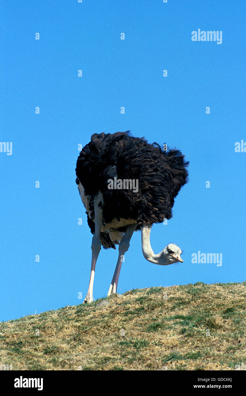 Ostrich, struthio camelus, Male, Kenya Stock Photo