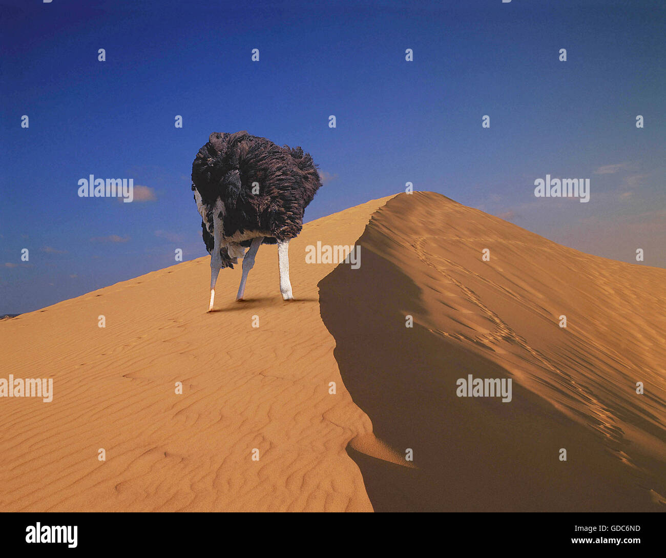 Ostrich, struthio camelus, Male head in sand, Composite image Stock Photo