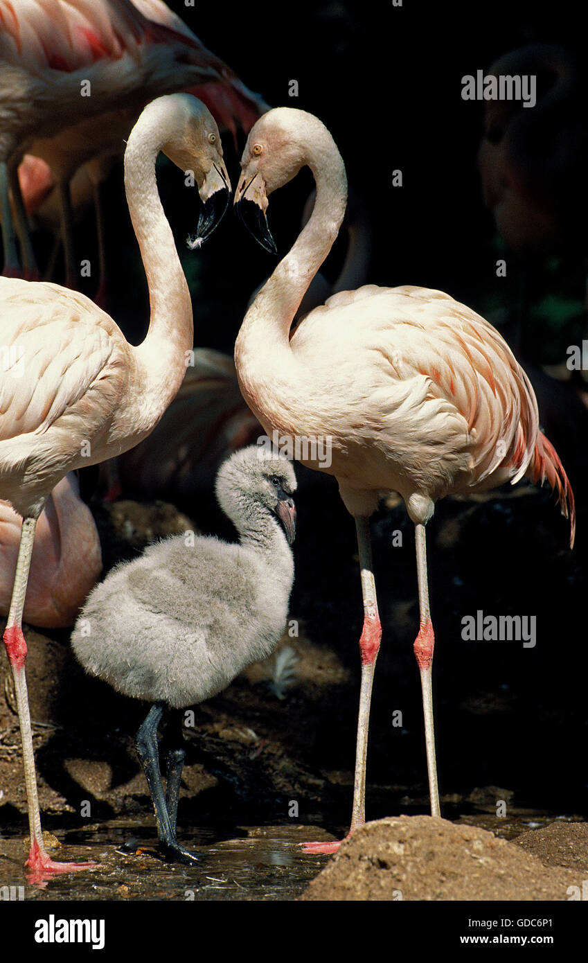 CHILEAN FLAMINGO phoenicopterus chilensis, PAIR WITH CHICK Stock Photo