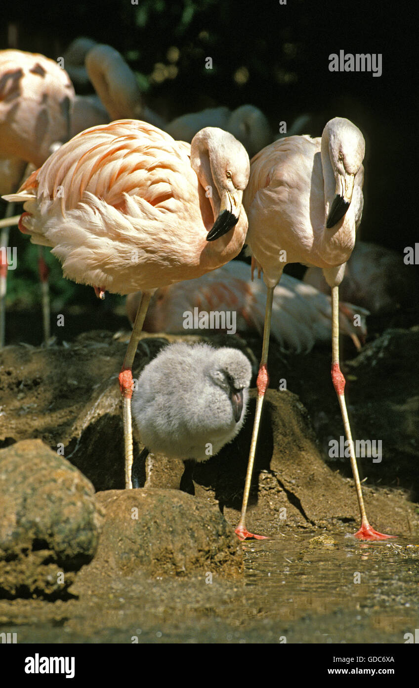 Chilean Flamingo, phoenicopterus chilensis, Group with Adults and Chick Stock Photo