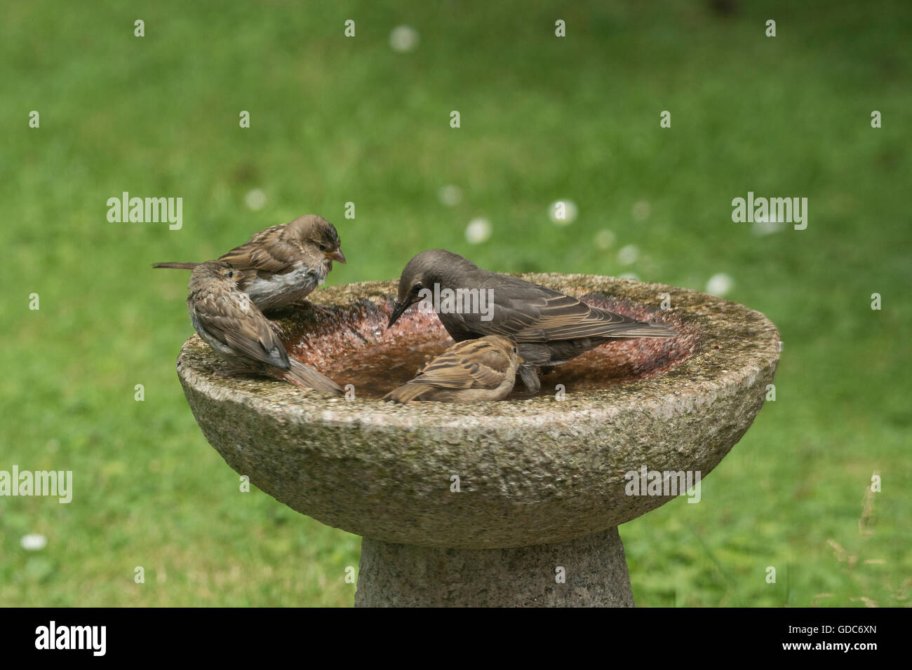 Birds in a bird bath. Stock Photo