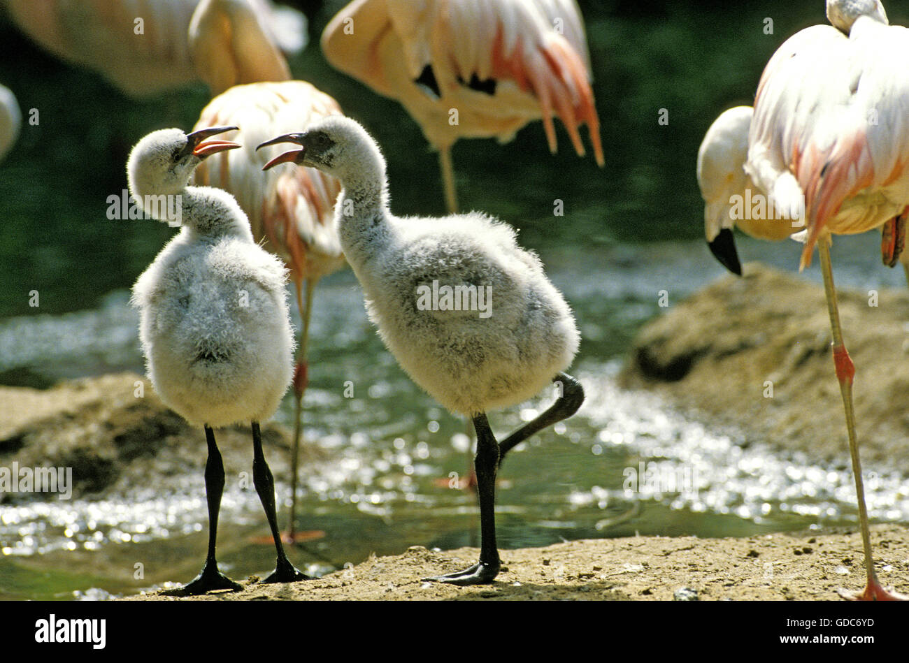 Chilean Flamingo, phoenicopterus chilensis, Group with Adults and Chicks Stock Photo