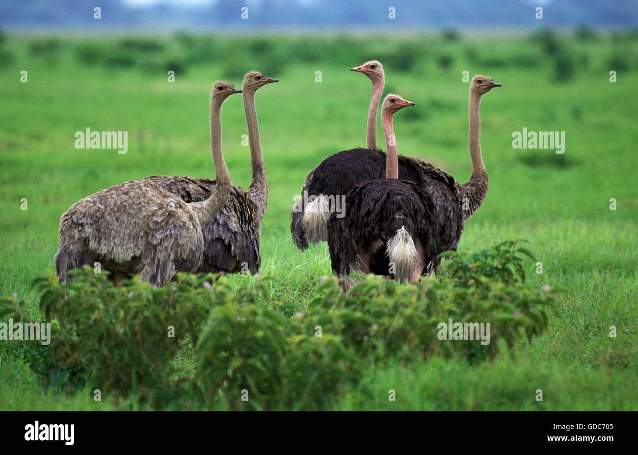 Ostrich, struthio camelus, Males and Females, Kenya Stock Photo