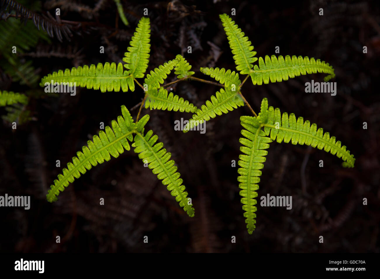 Kauai,plants,Well Pali Kona,reserve,USA,Hawaii,America,nature, Stock Photo