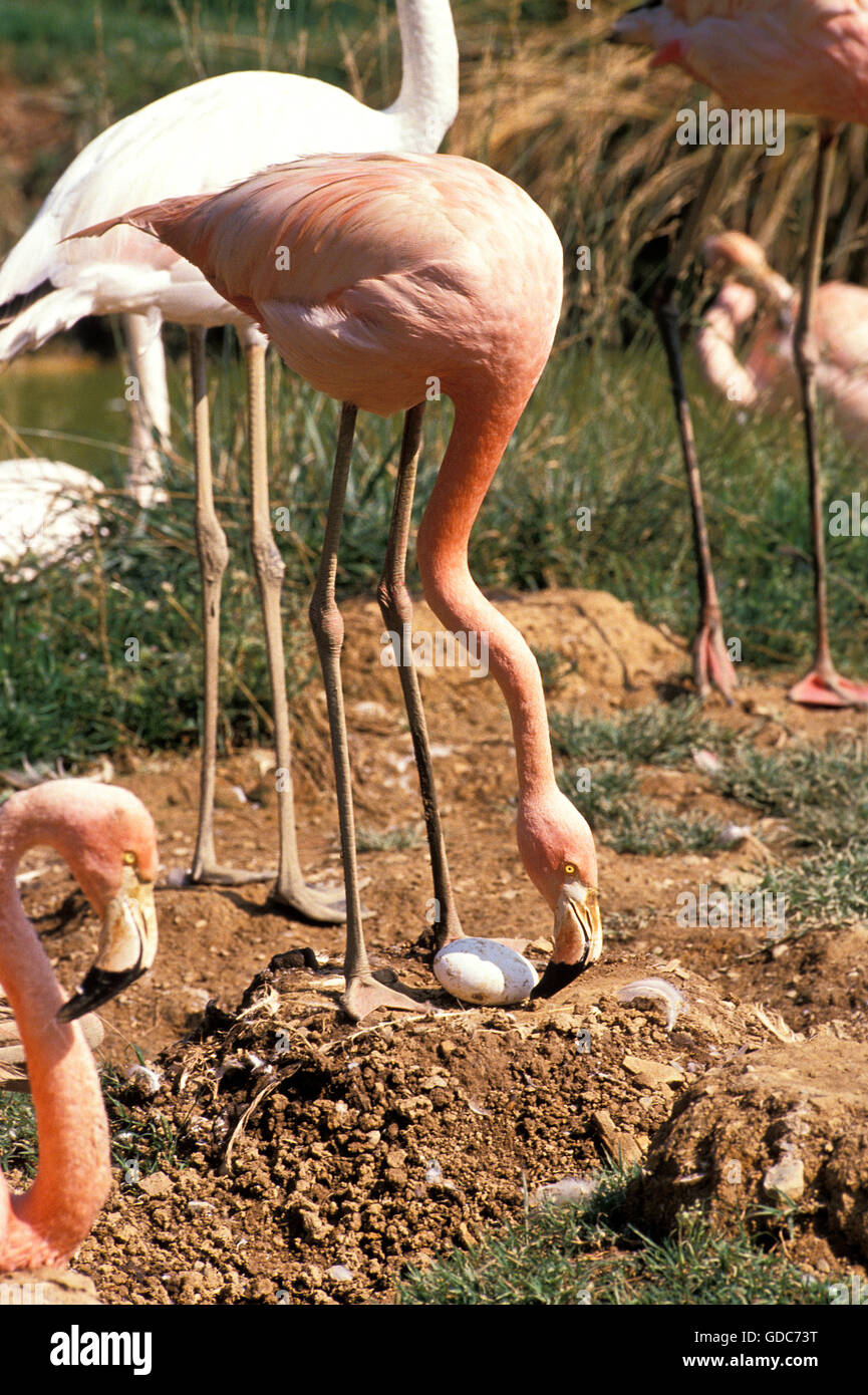 Greater Flamingo, phoenicopterus ruber roseus, Adult on Nest, Looking after Egg Stock Photo