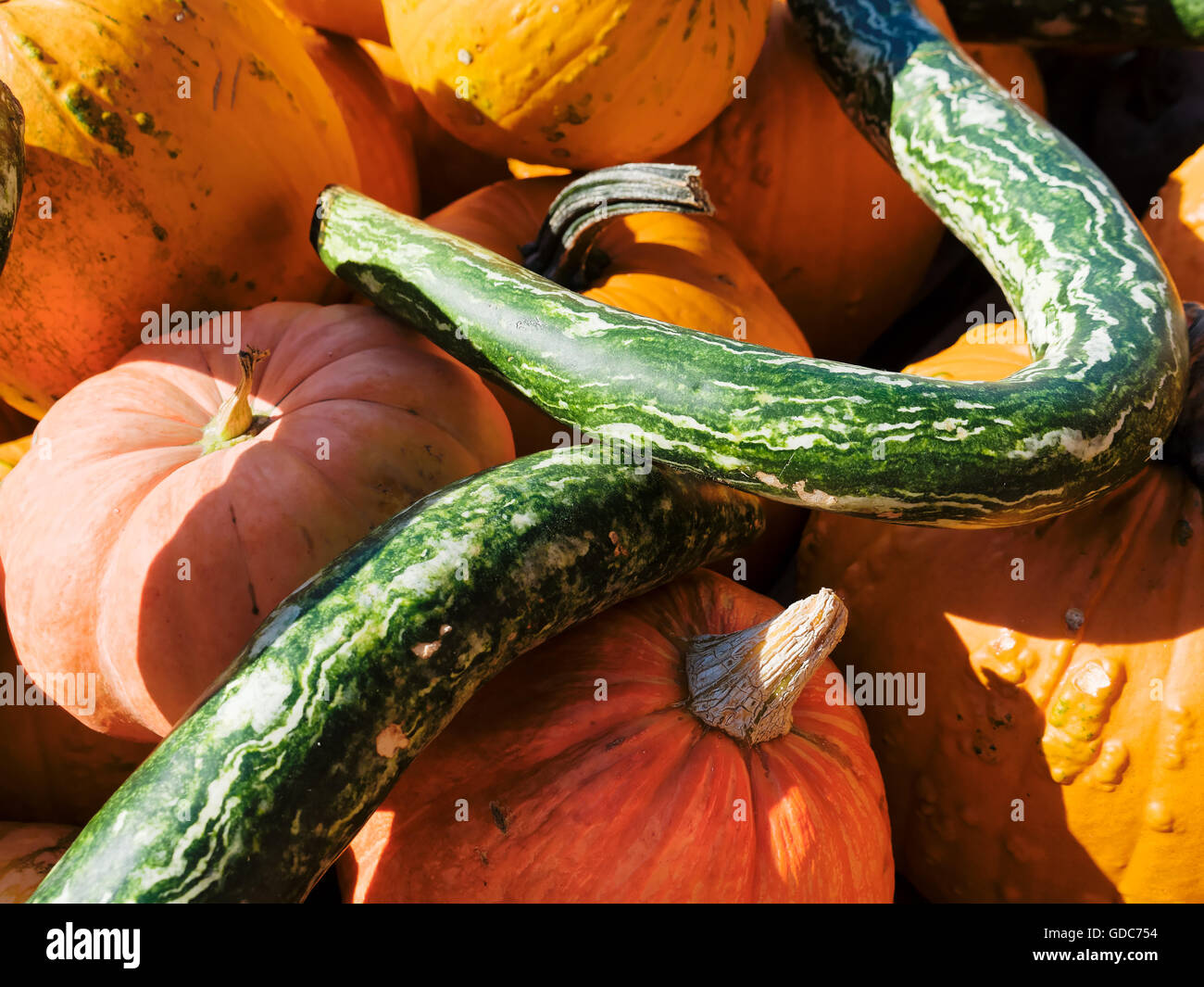 Ornamental pumpkins Stock Photo