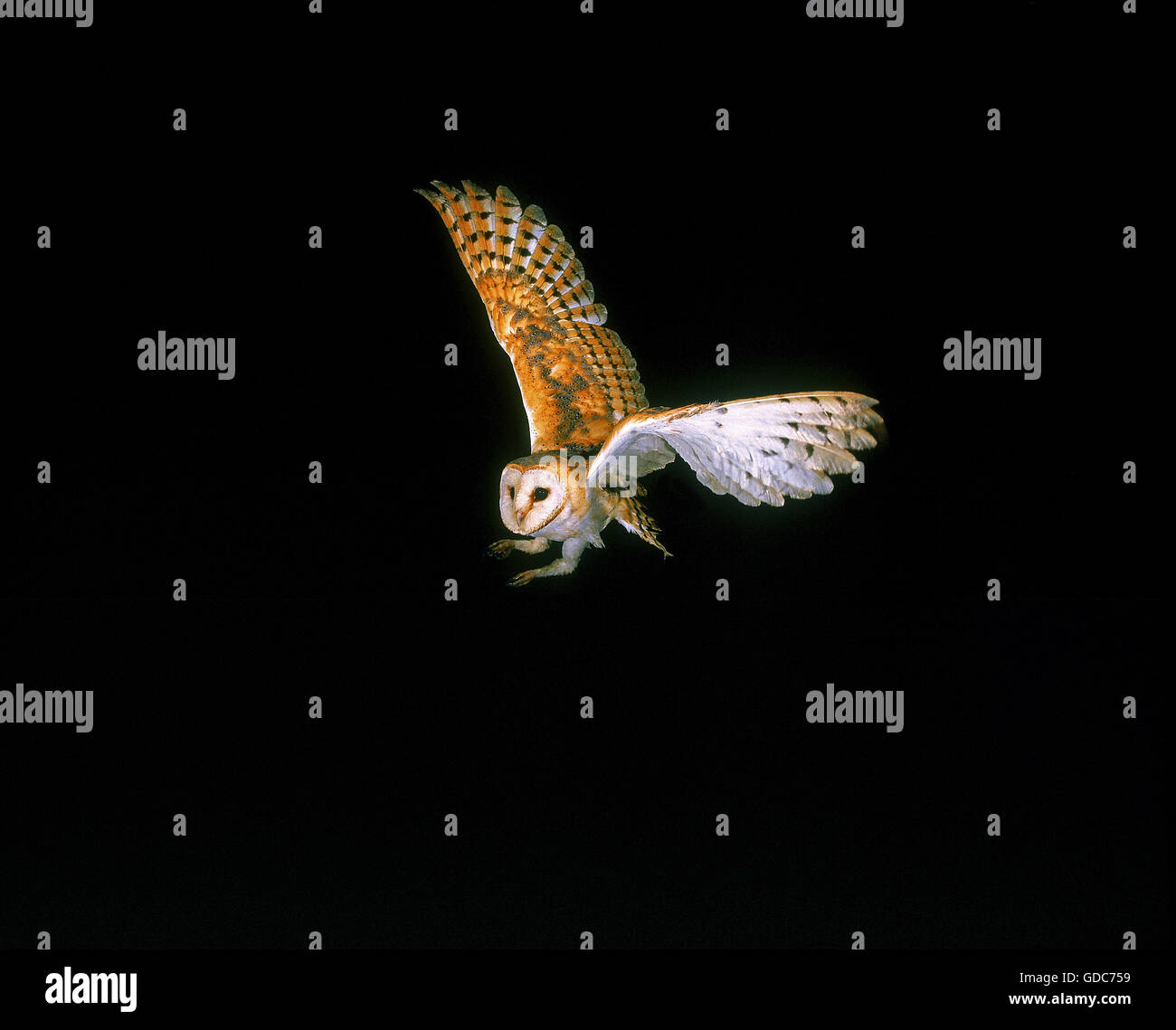 Barn Owl, tyto alba, Adult in Flight Stock Photo - Alamy