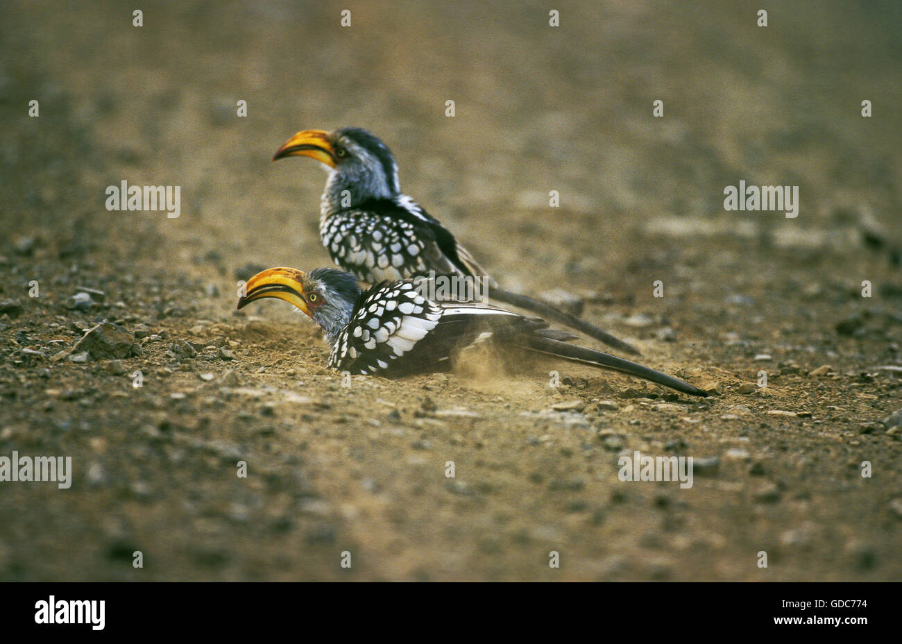 Yellow Billed Hornbill, tockus flavirostris, Adult having Dust Bath, Kenya Stock Photo