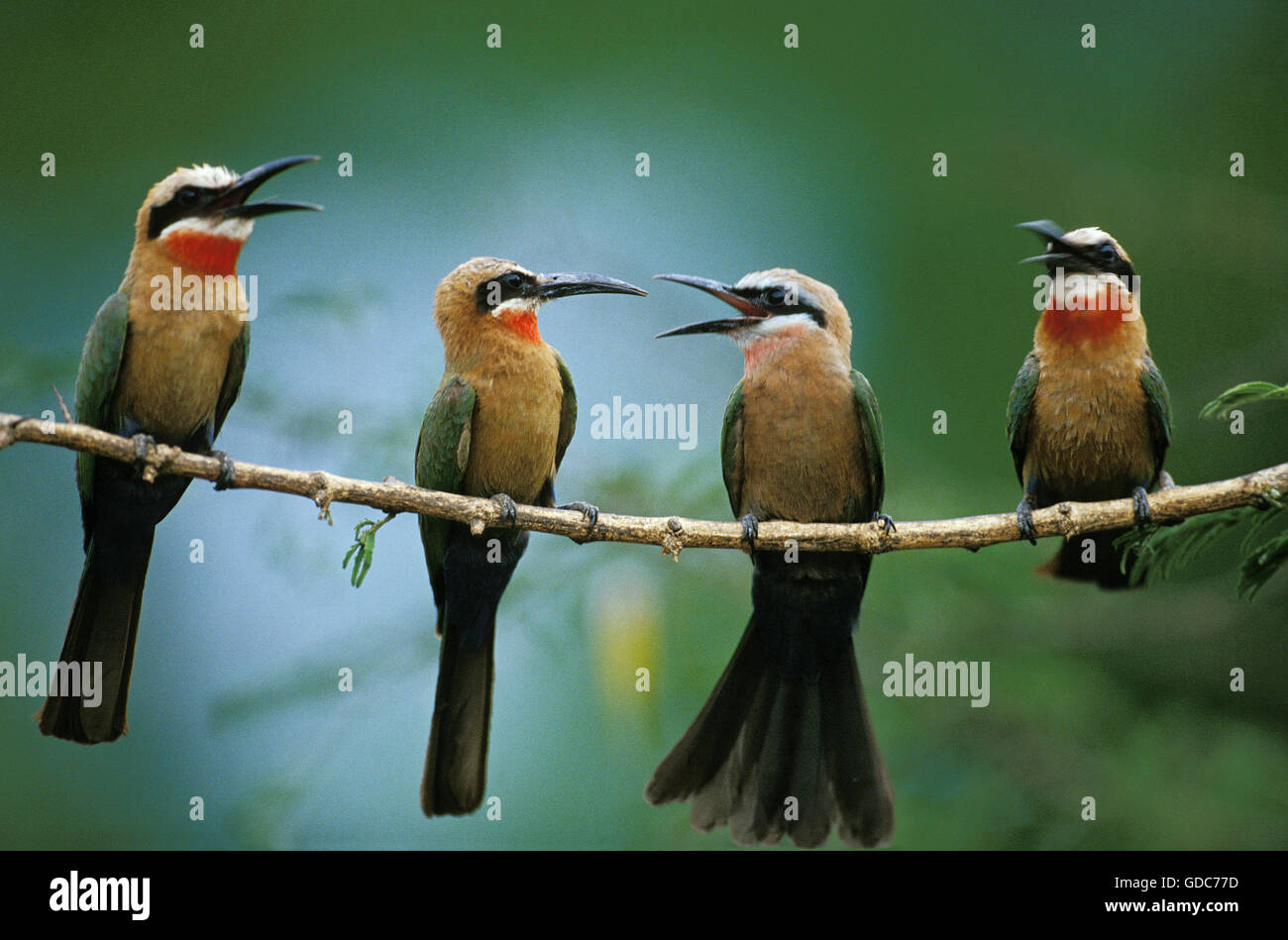White Fronted Bee Eater, merops bullockoides, Adults on Branch, Kenya Stock Photo
