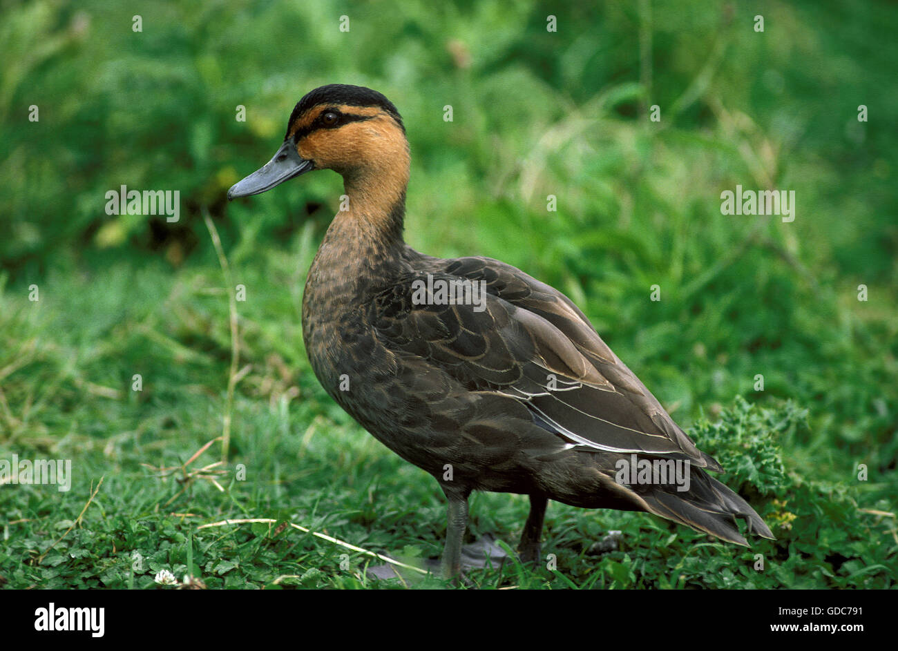 Pacific Black Duck, anas superciliosa, Immature on Grass Stock Photo