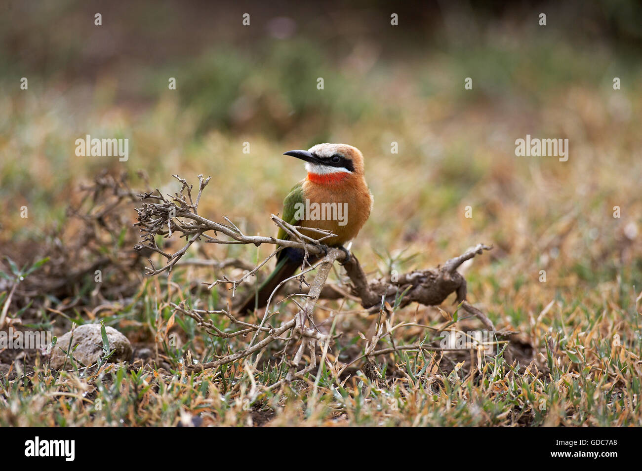 White Fronted Bee Eater, merops bullockoides, Adult perched on Bush, Masai Mara Park in Kenya Stock Photo