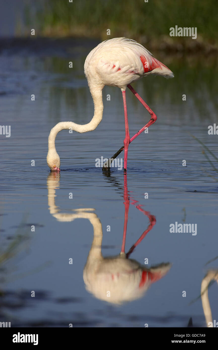 Greater Flamingo, phoenicopterus ruber roseus, Adult Eating under Water, Nakuru Lake in Kenya Stock Photo