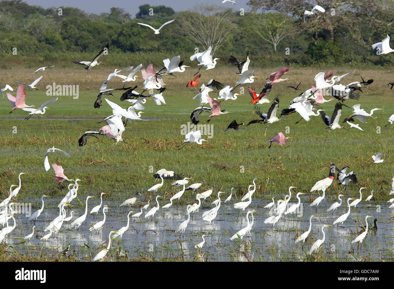 Great White Egret, casmerodius albus, Group in Swamp with Scarlet Ibis, Red-billed whistling duck, Roseate spoonbill and White-faced whistling duck, Flight, Los Lianos in Venezuela Stock Photo