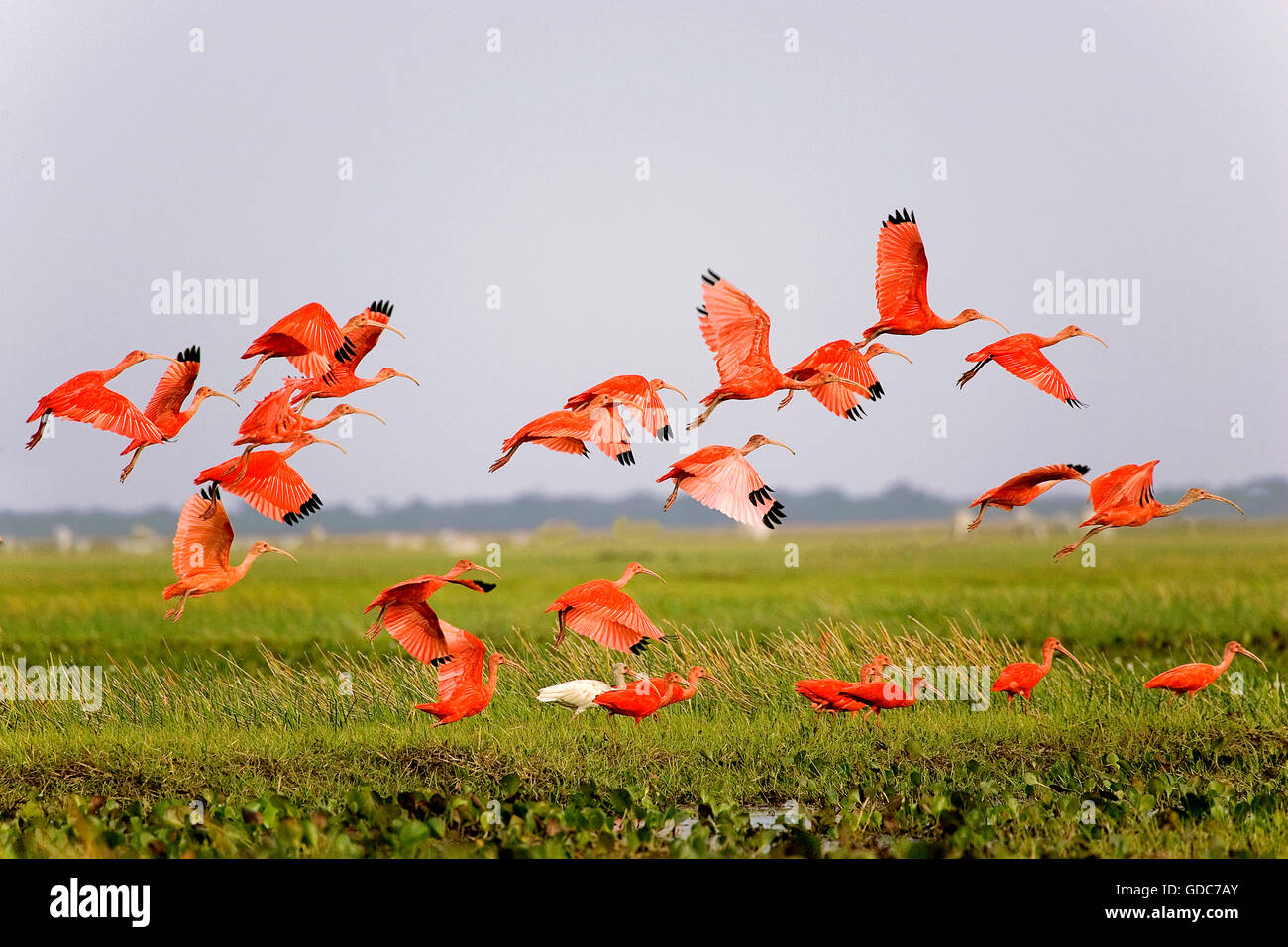 Scarlet Ibis In Flight Photos and Premium High Res Pictures - Getty Images Have a good trip