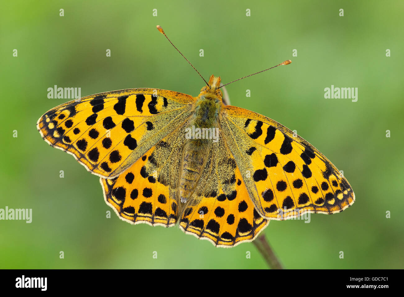 Nature,Animal,Butterfly,Lepidoptera,Insect,Wild,Switzerland,Queen of Spain fritillary,Issoria lathonia Stock Photo
