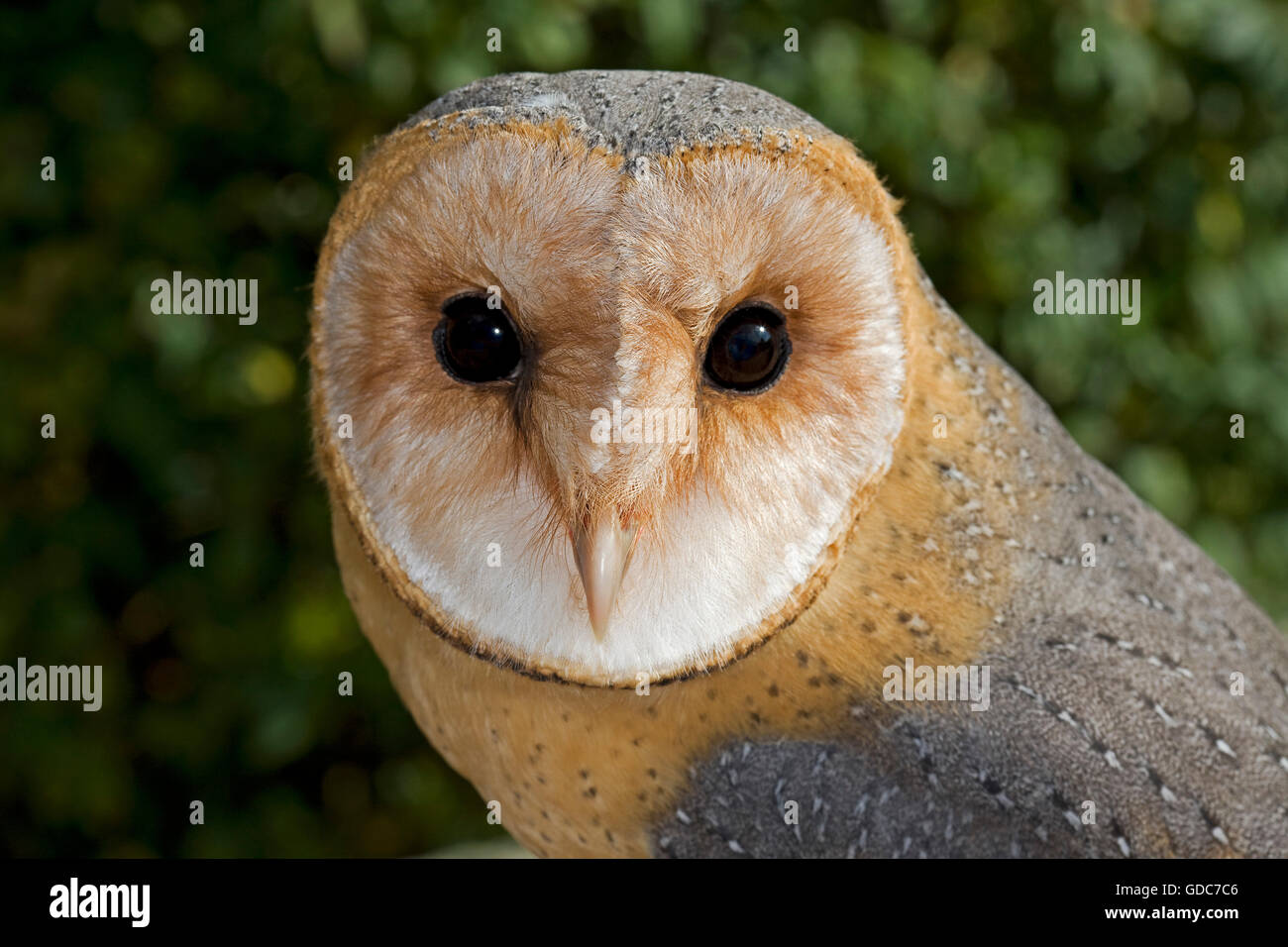 Portrait of Barn Owl, tyto alba Stock Photo