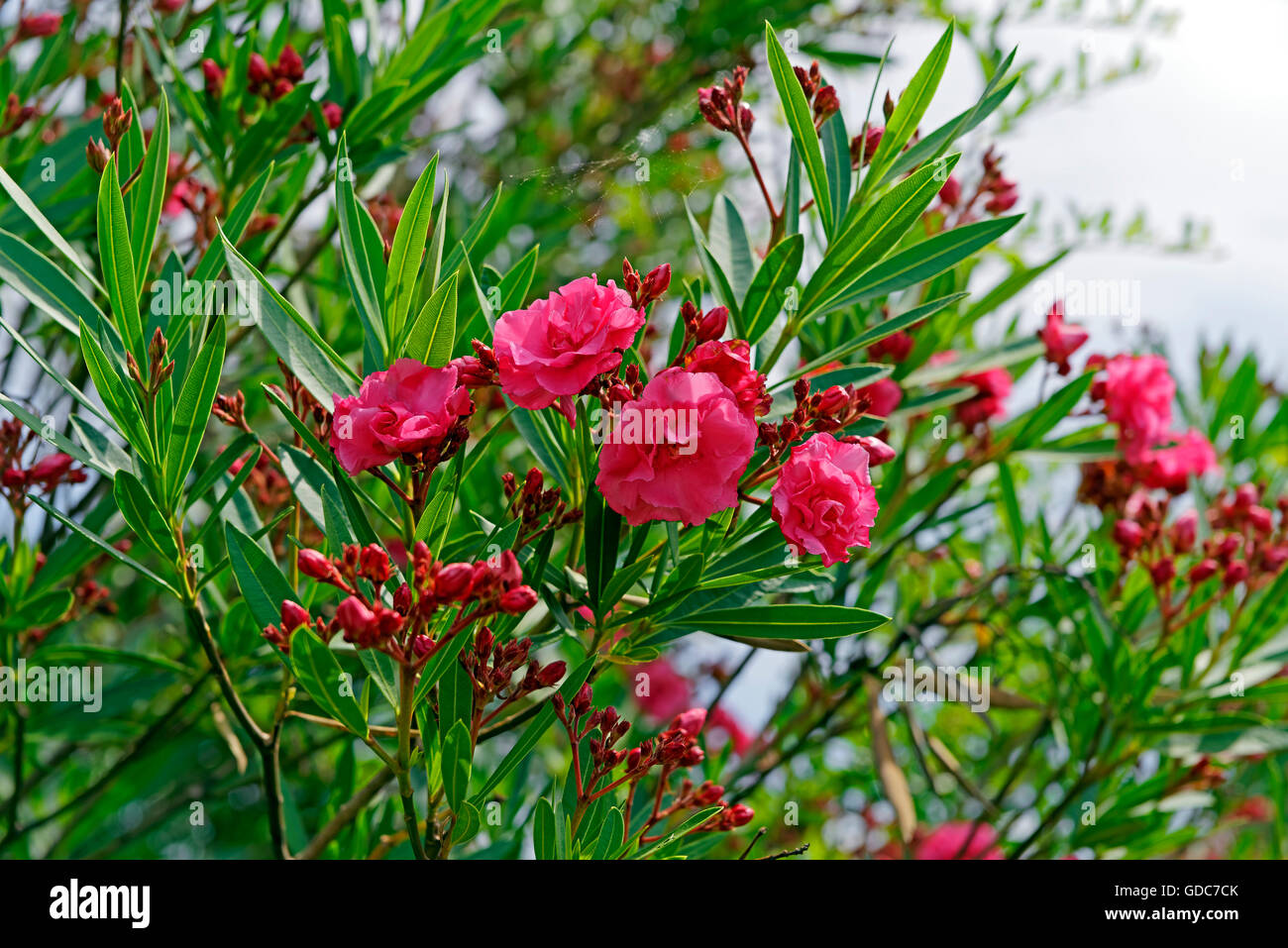 Oleander,blossoms,red Stock Photo