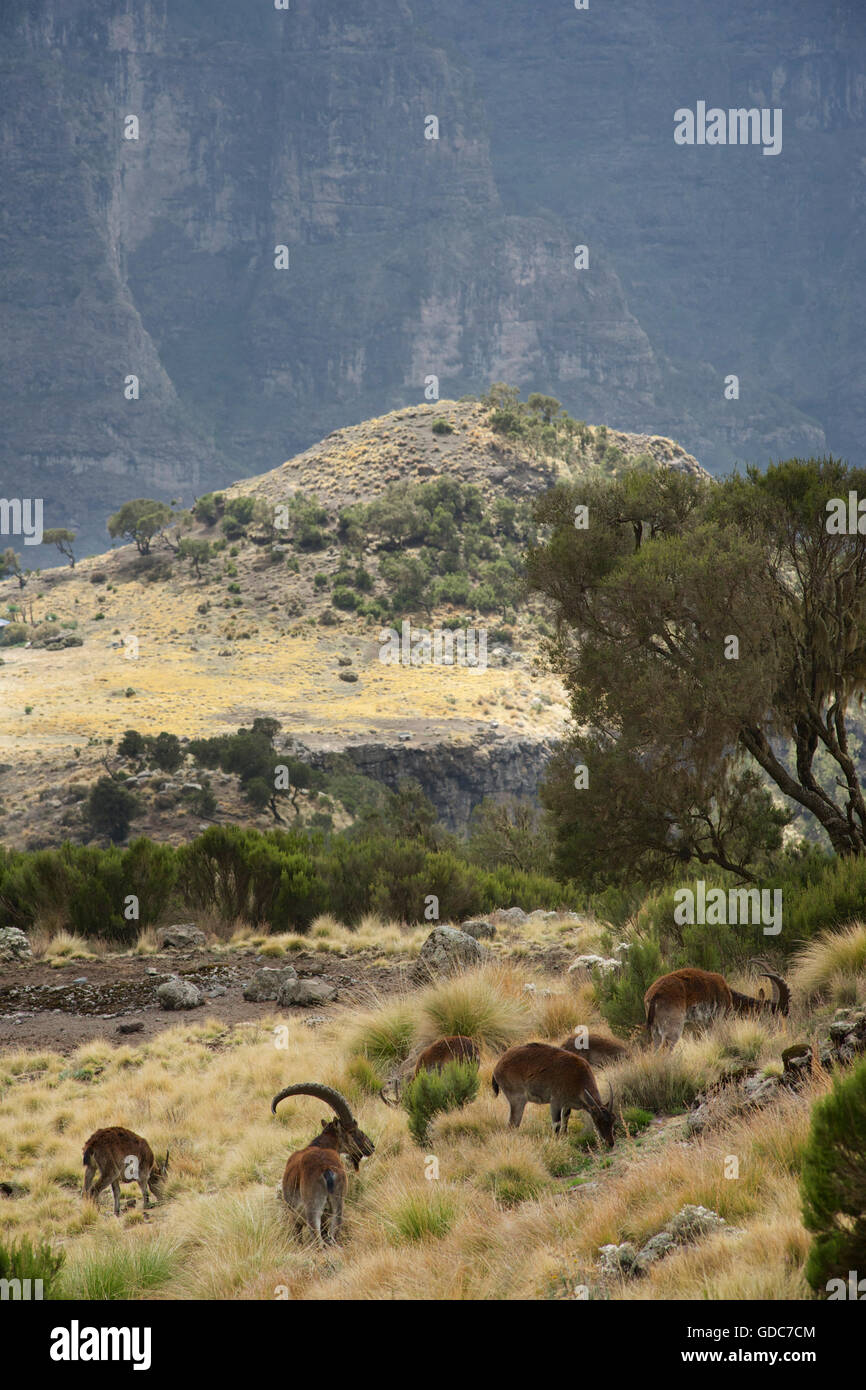 Cliff areas of the Simien National park are the main habitat of the ...